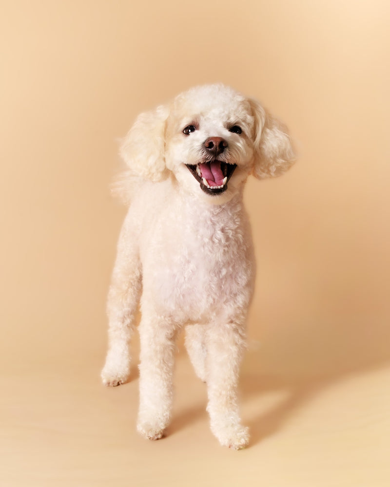 Studio photography highlighting a dog's personality
