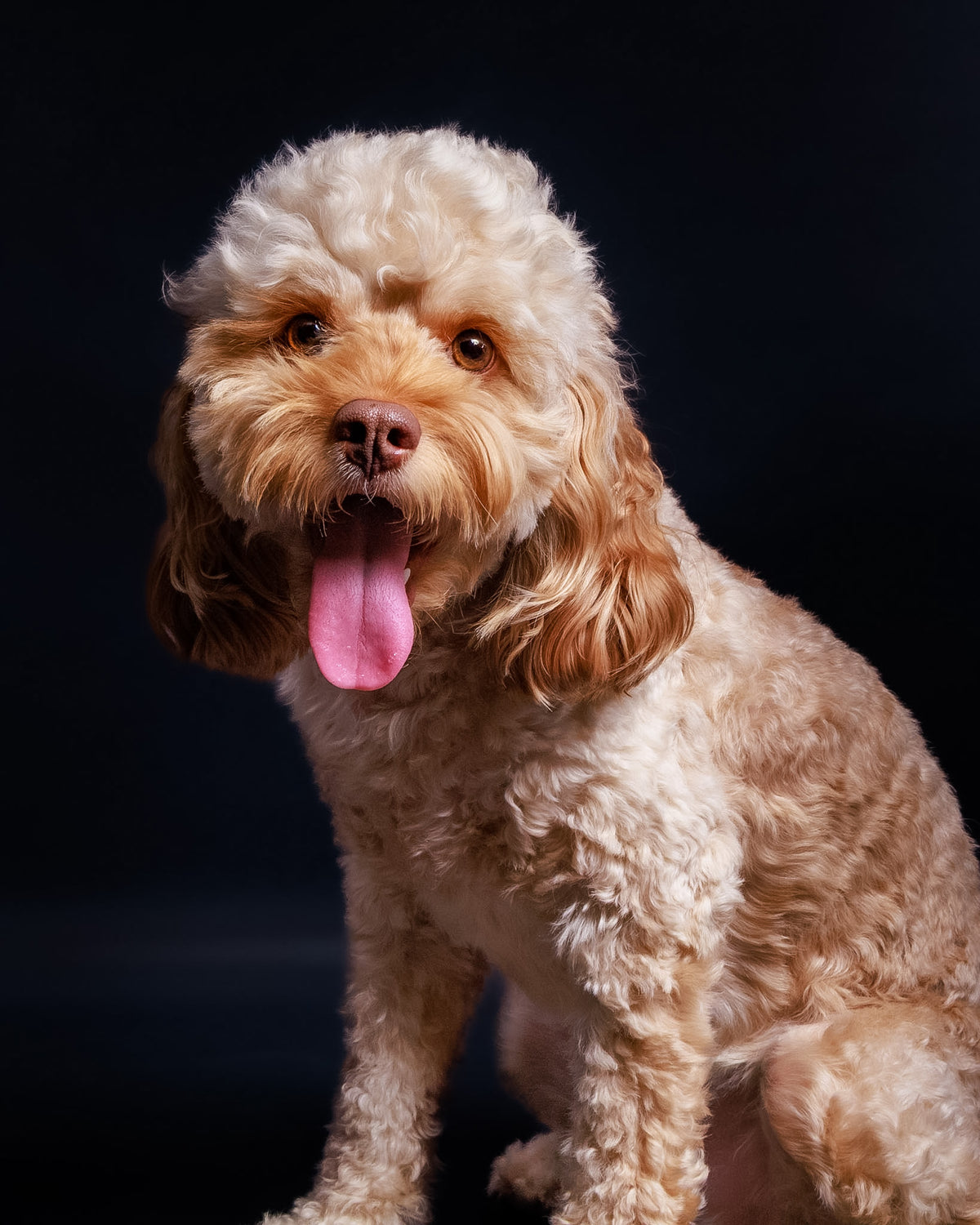 Pet Portrait Session