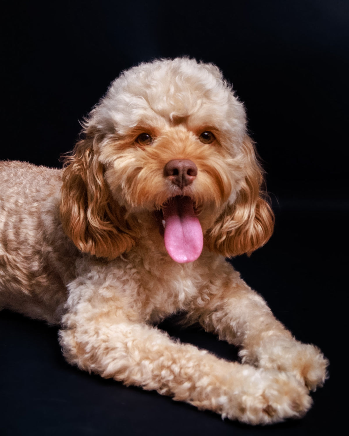 Pet Portrait Session