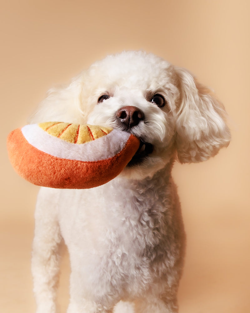 Professional pet photoshoot on a beige background
