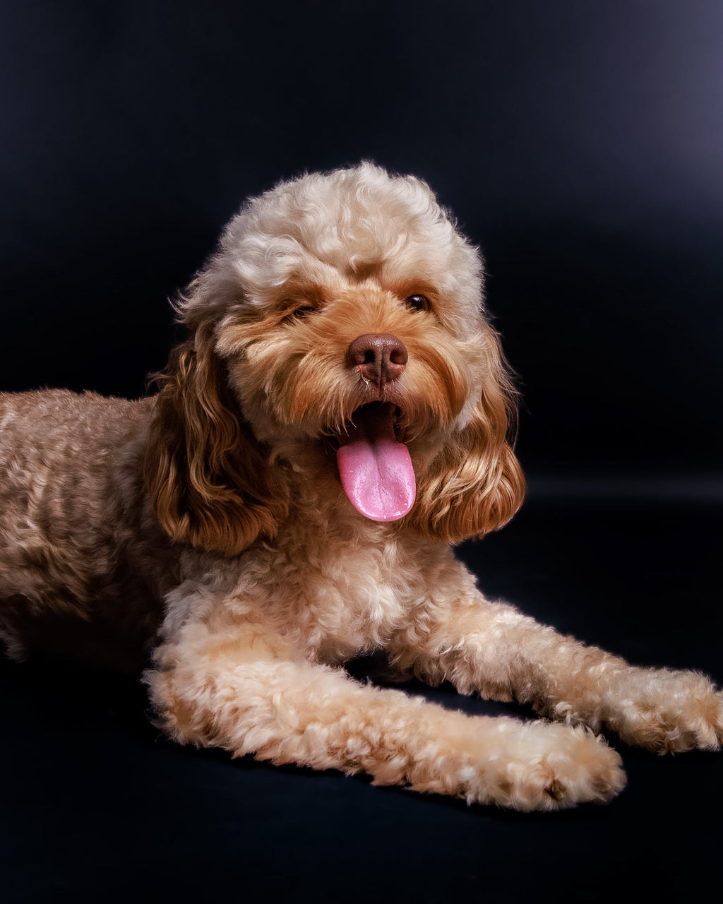 Pet Portrait Session
