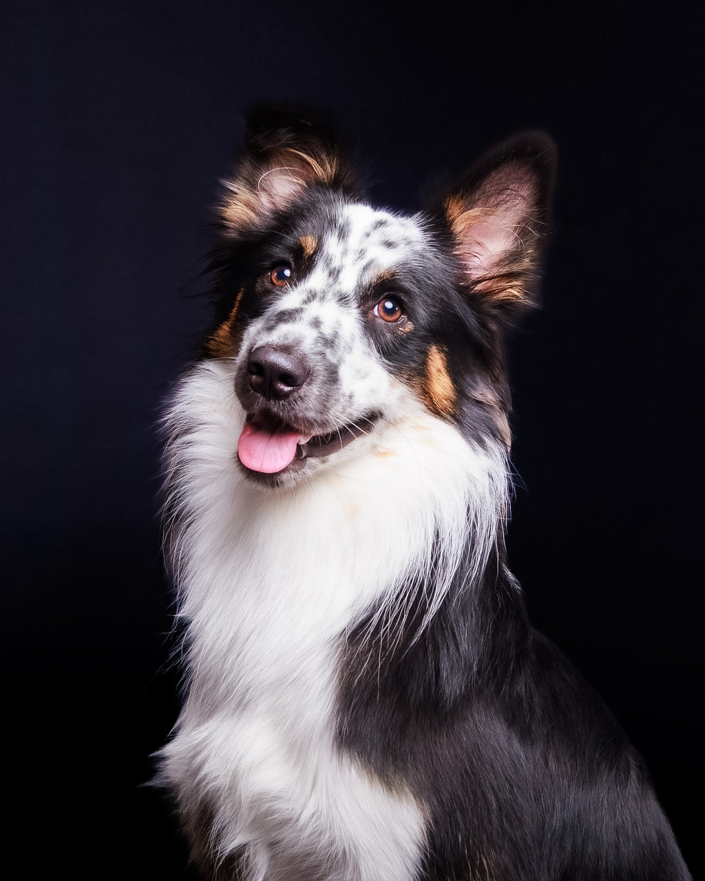 Pet Portrait Session