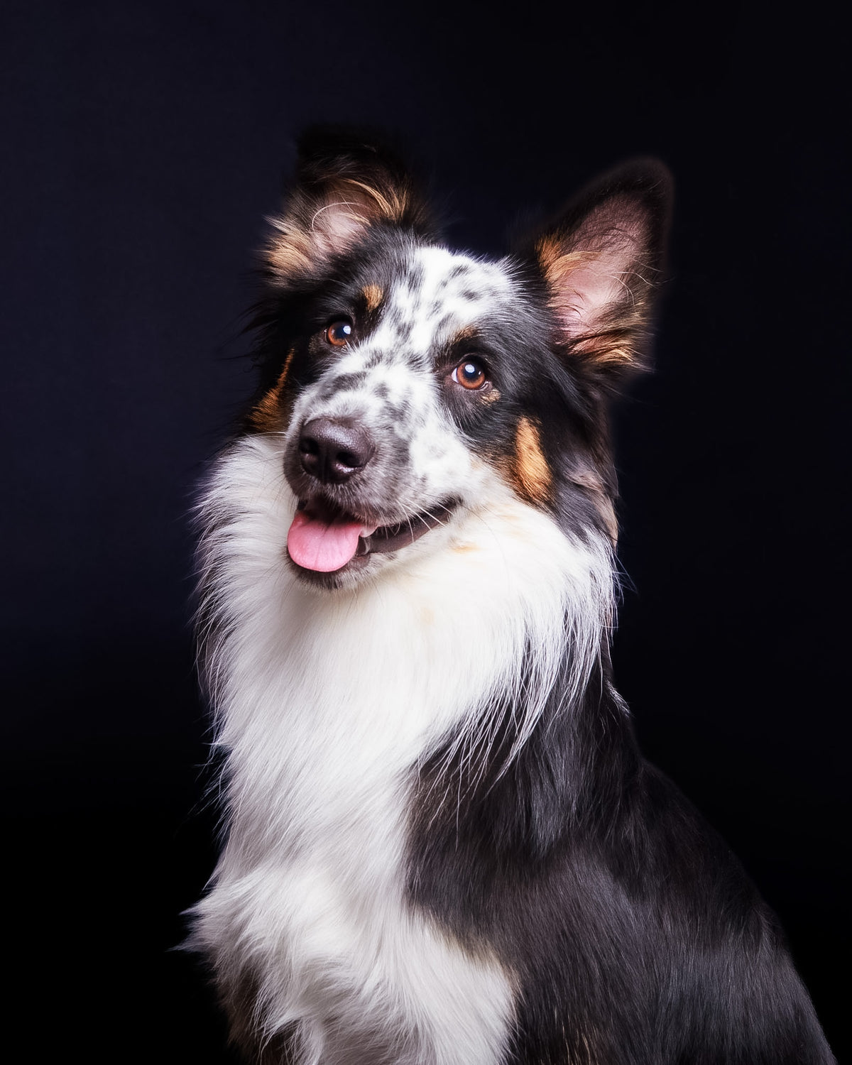 Pet Portrait Session