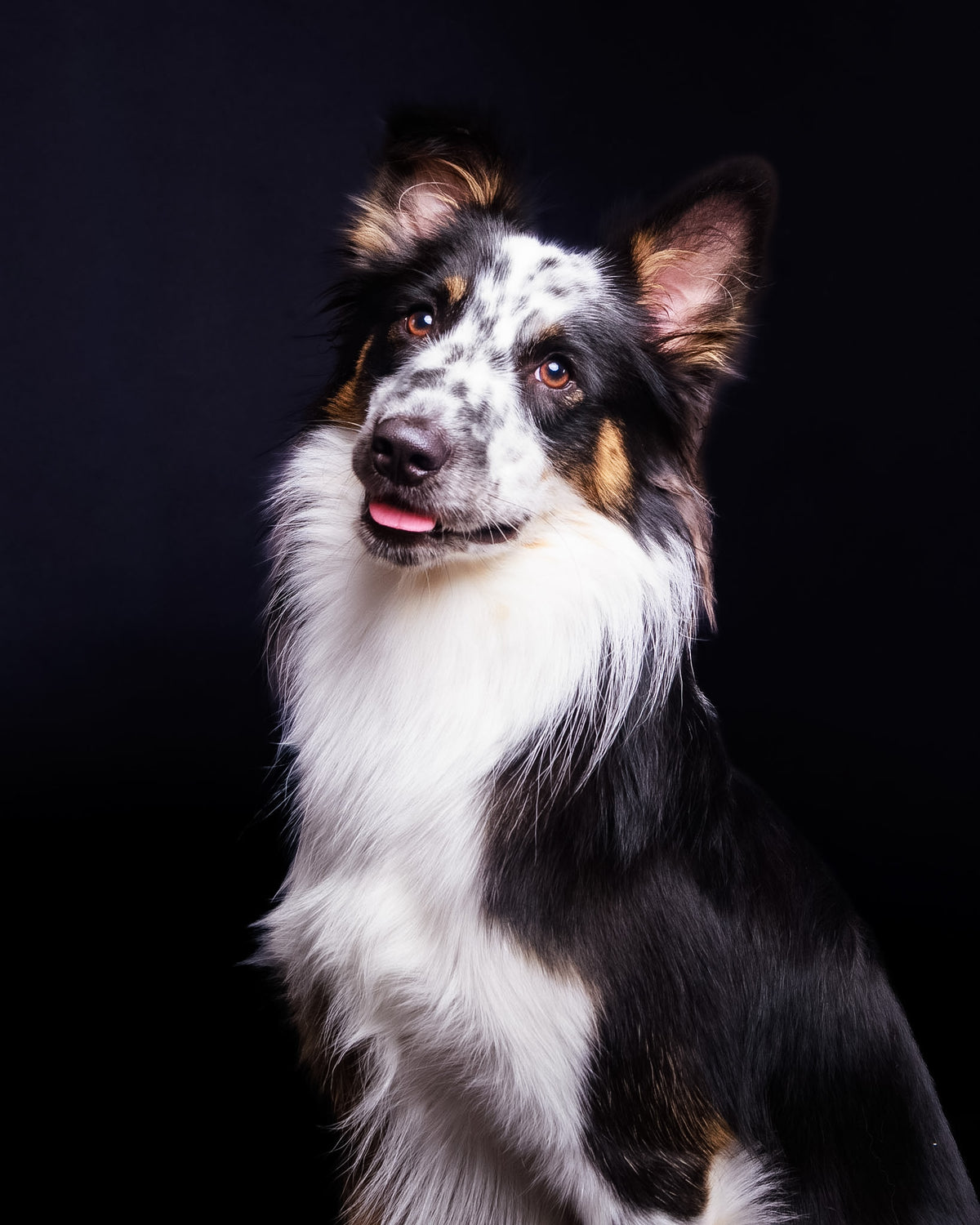 Pet Portrait Session