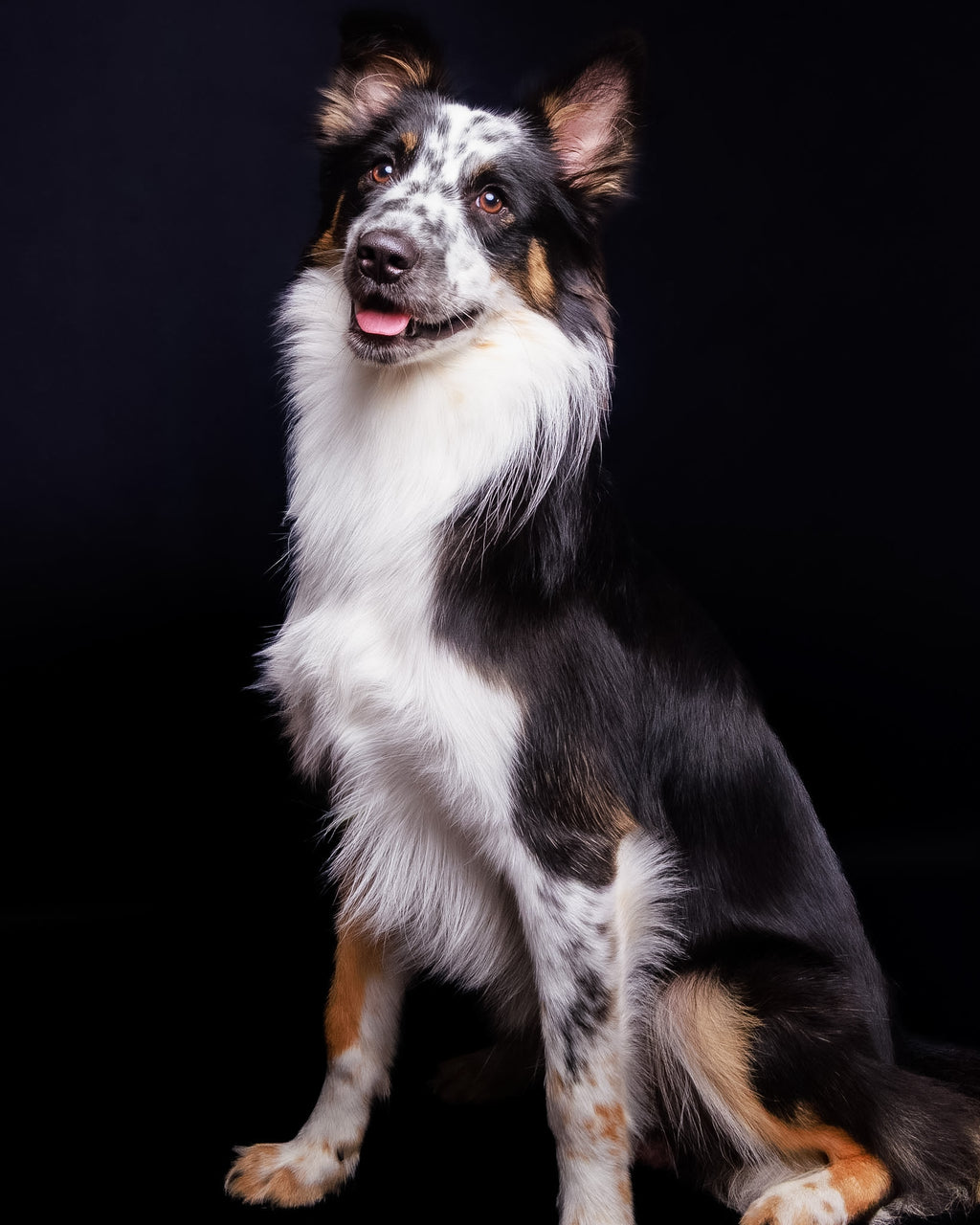 Pet Portrait Session