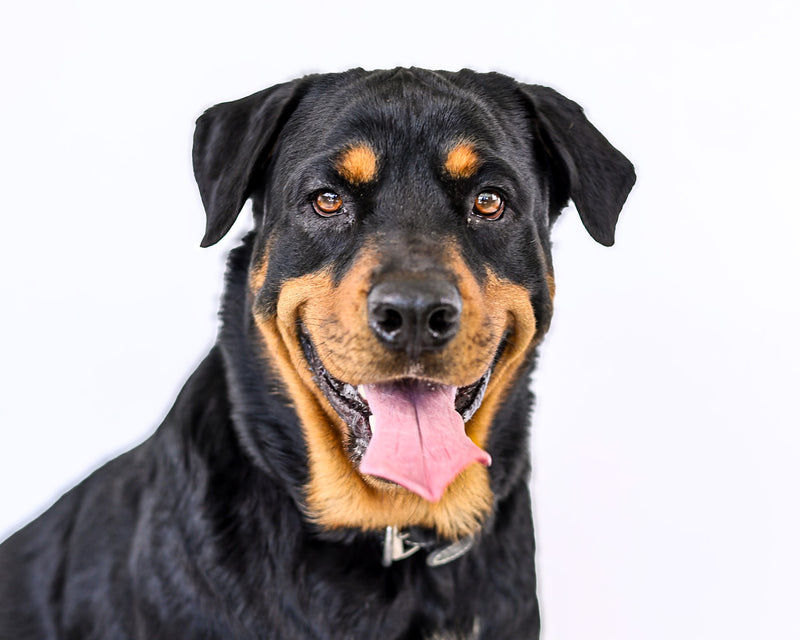 High-quality pet portrait on a white photography backdrop
