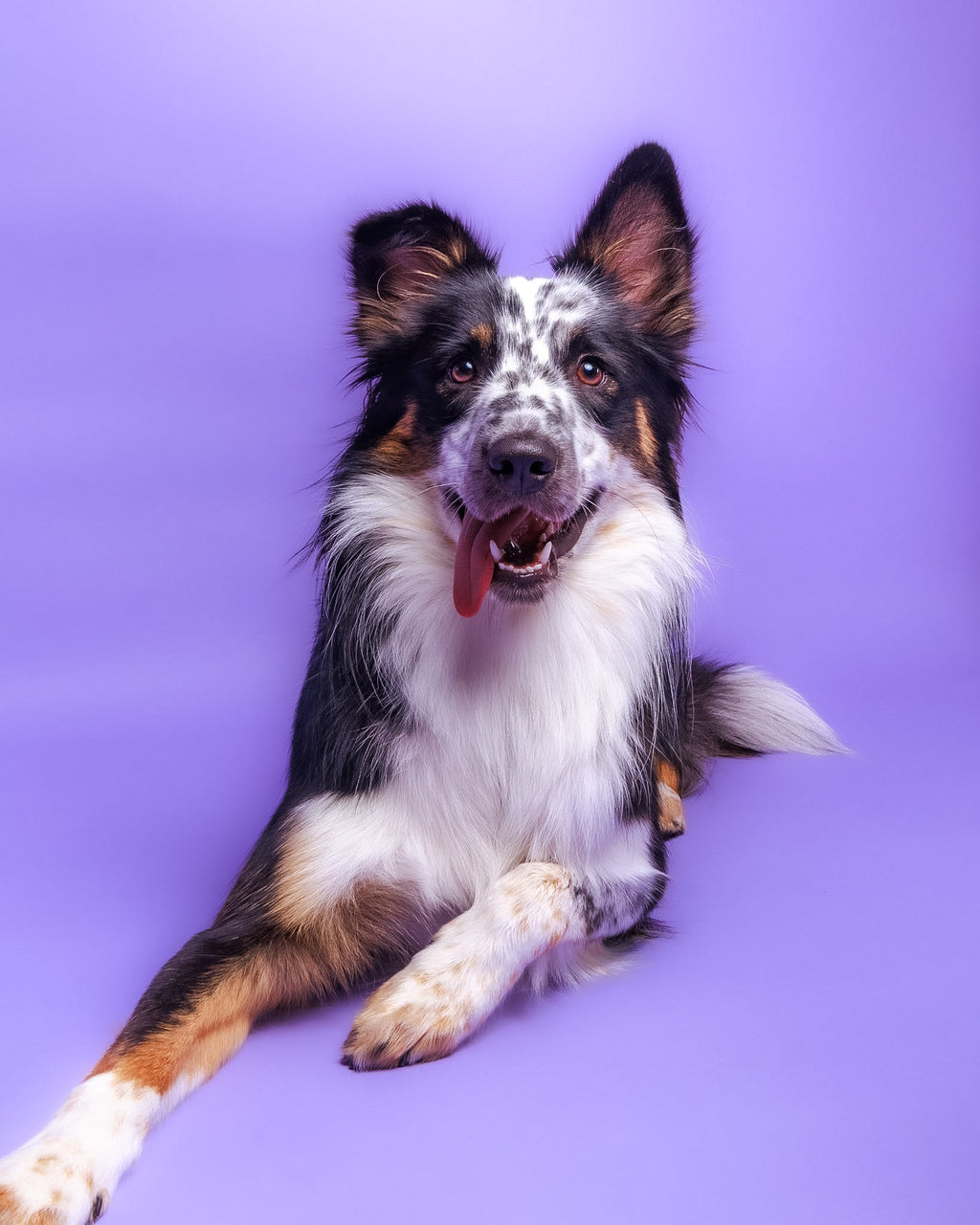 Pet Portrait Session