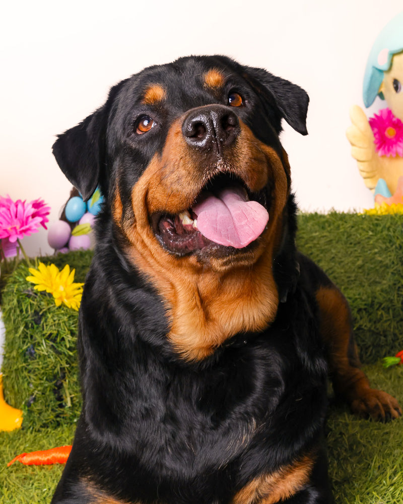 Beautiful spring dog portrait
