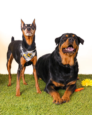 Tyson & Vito