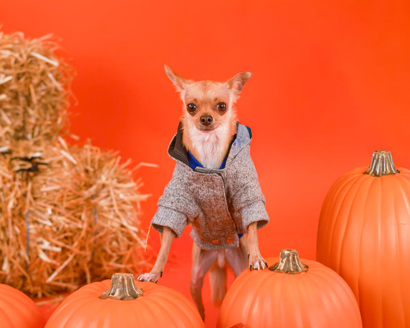 Seasonal pet photography with autumn styling
