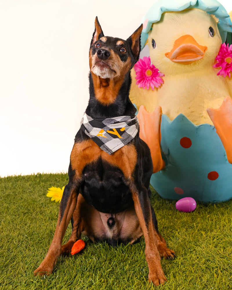 Dog photographed on a spring photography set
