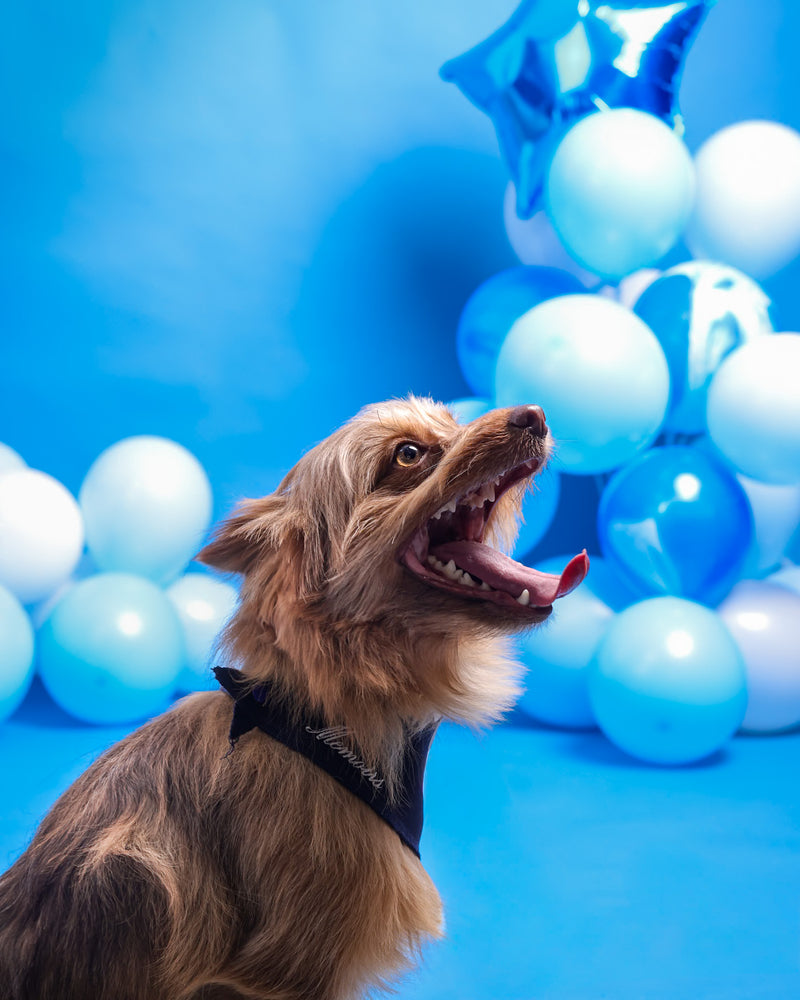 Toronto birthday dog photography
