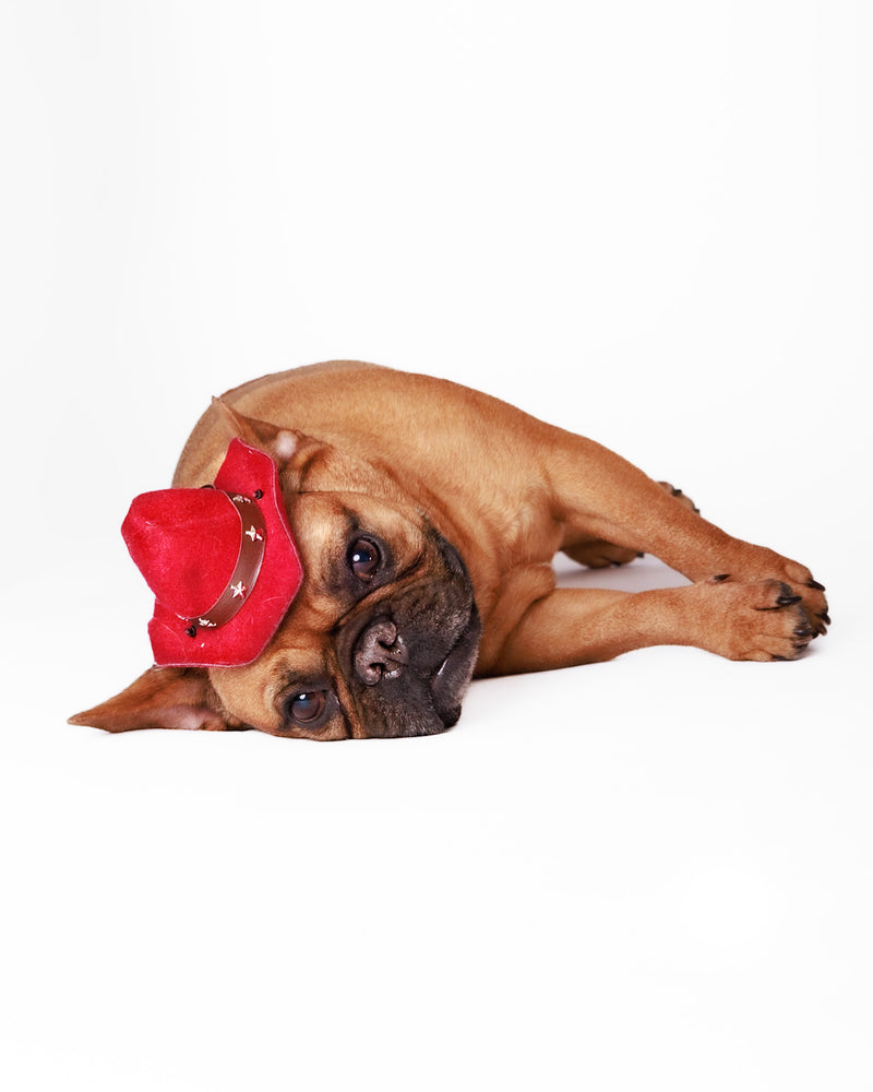 Studio photography featuring a clean white backdrop
