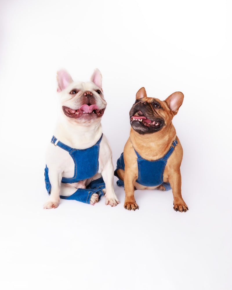 Toronto pet photographer capturing a white backdrop portrait
