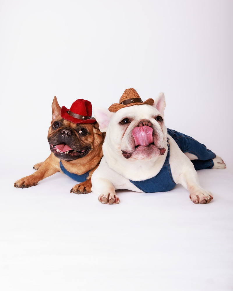 White backdrop photography for timeless pet portraits
