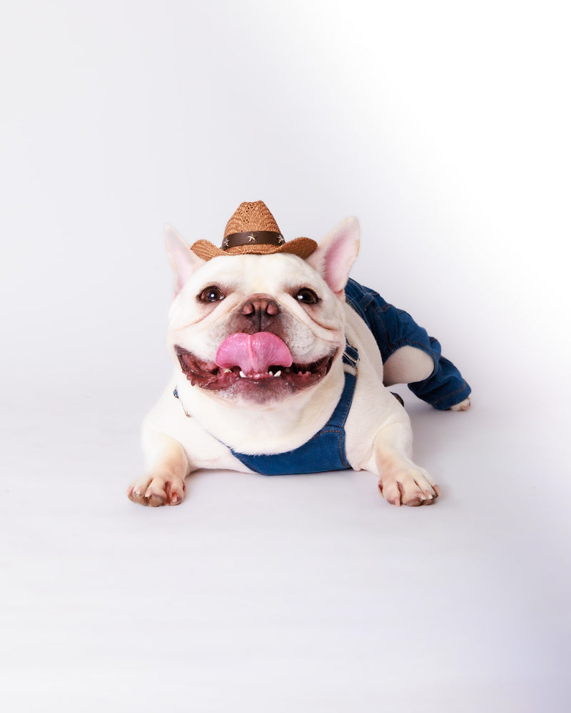 White backdrop portrait highlighting a dog's personality
