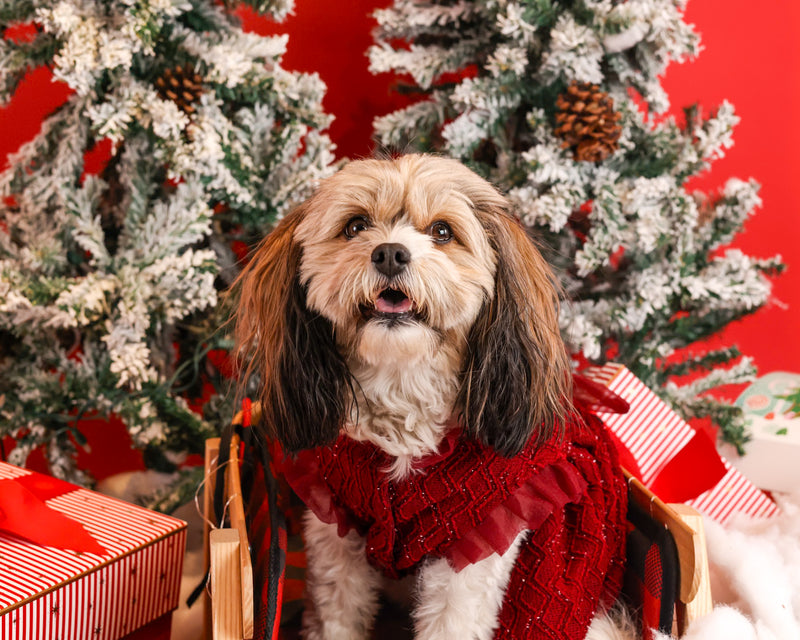 Holiday pet photoshoot with festive décor
