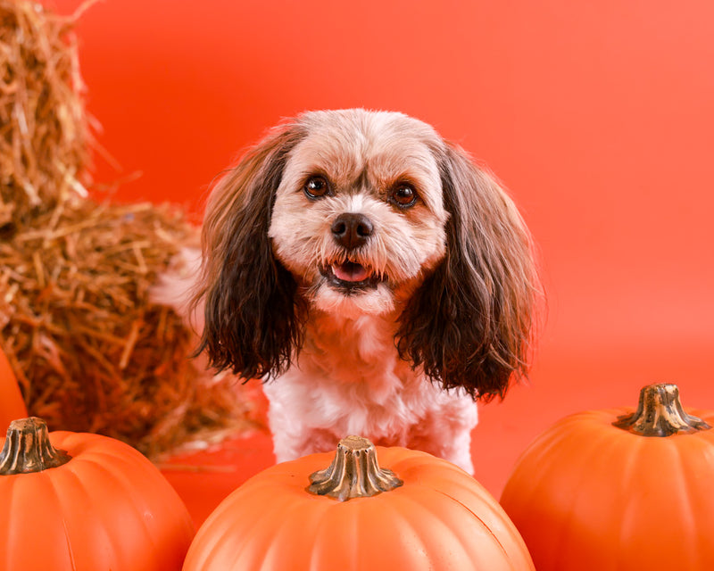 Dog sitting on a Halloween photography set
