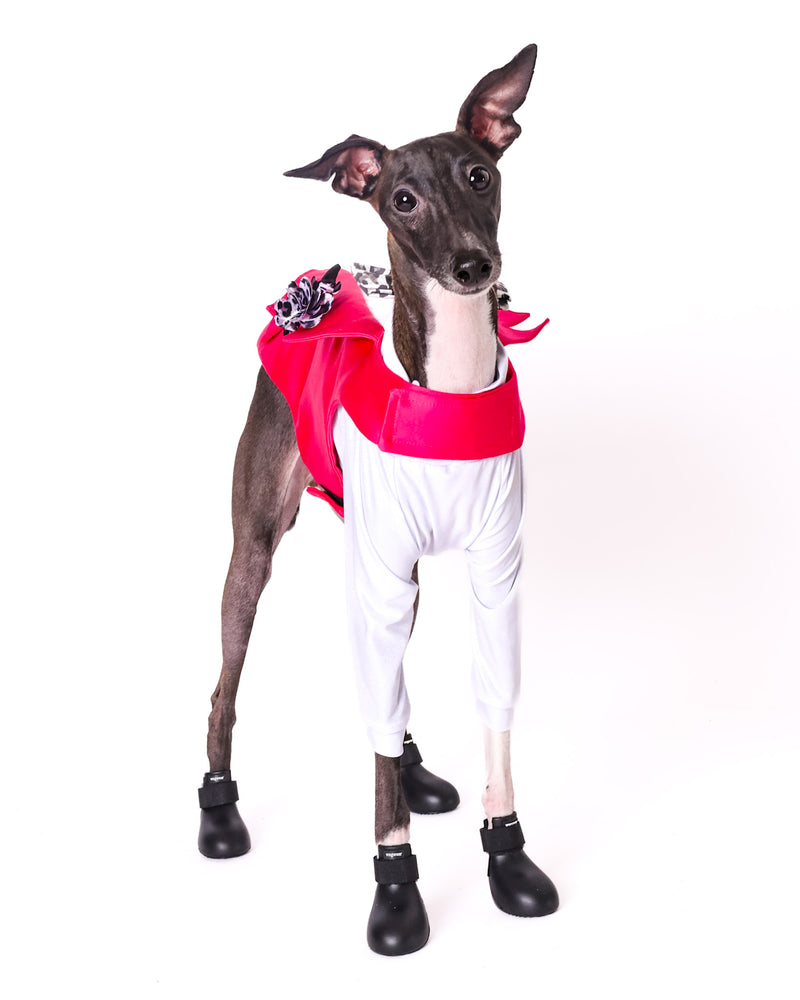 Professional studio portrait of a family dog
