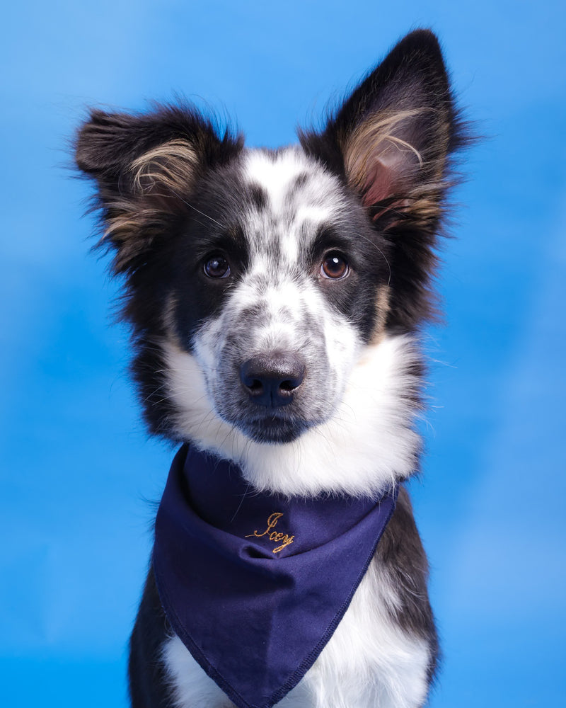 Elegant pet portrait on a blue studio setting
