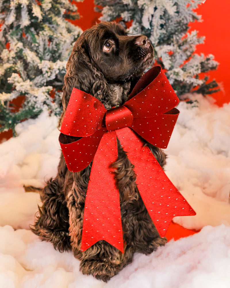 Toronto Christmas dog photography session
