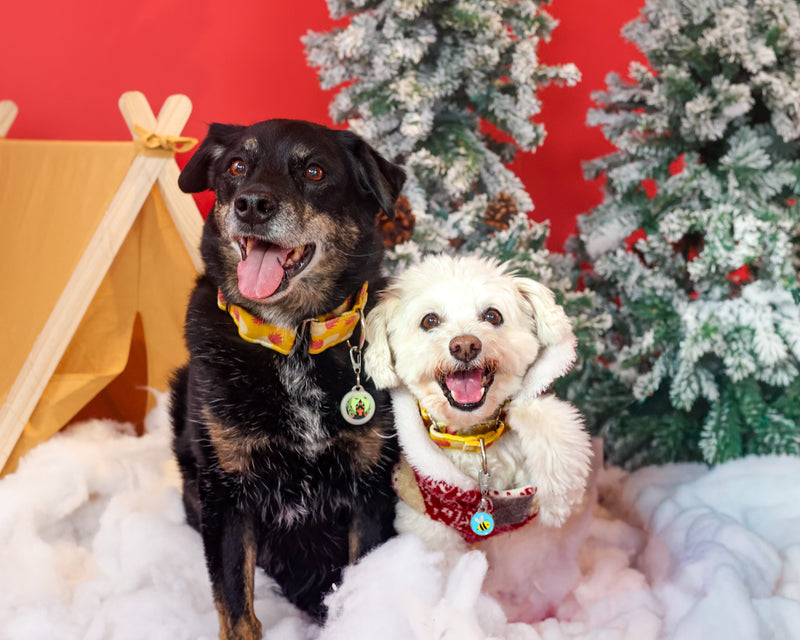 Toronto holiday pet portrait session
