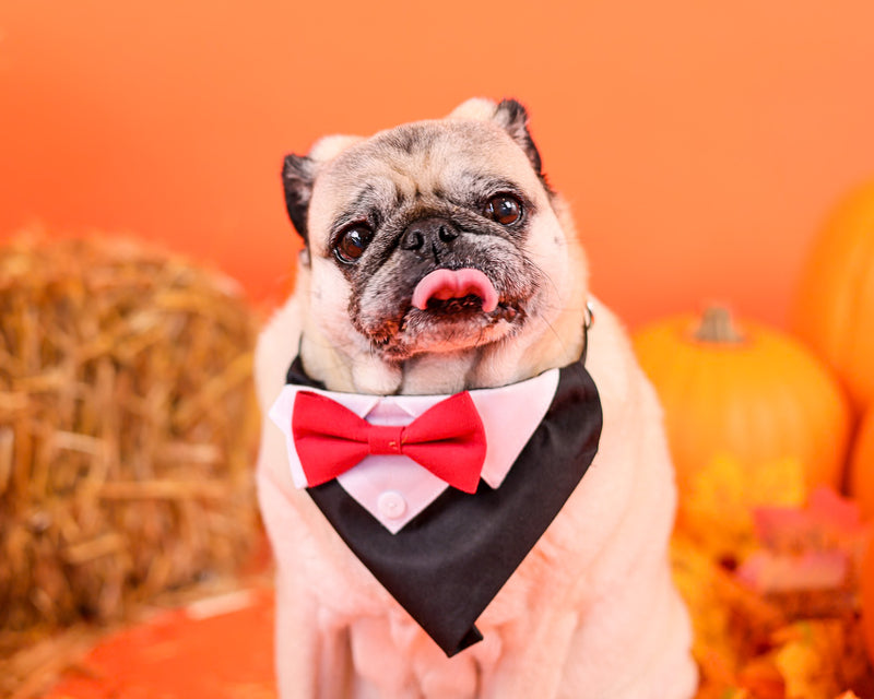 Professional autumn portrait session
