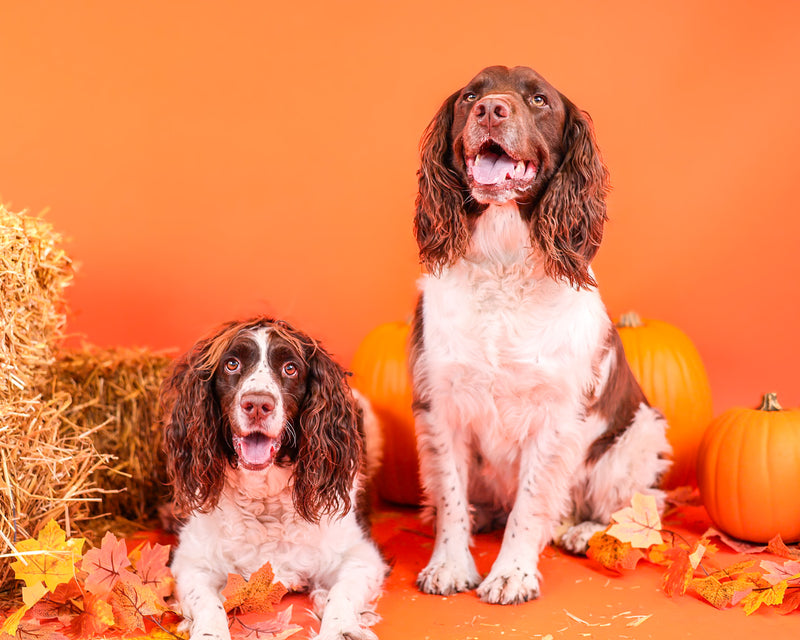 Dog photographed with seasonal autumn decorations
