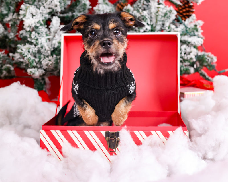 Holiday pet photography with timeless styling
