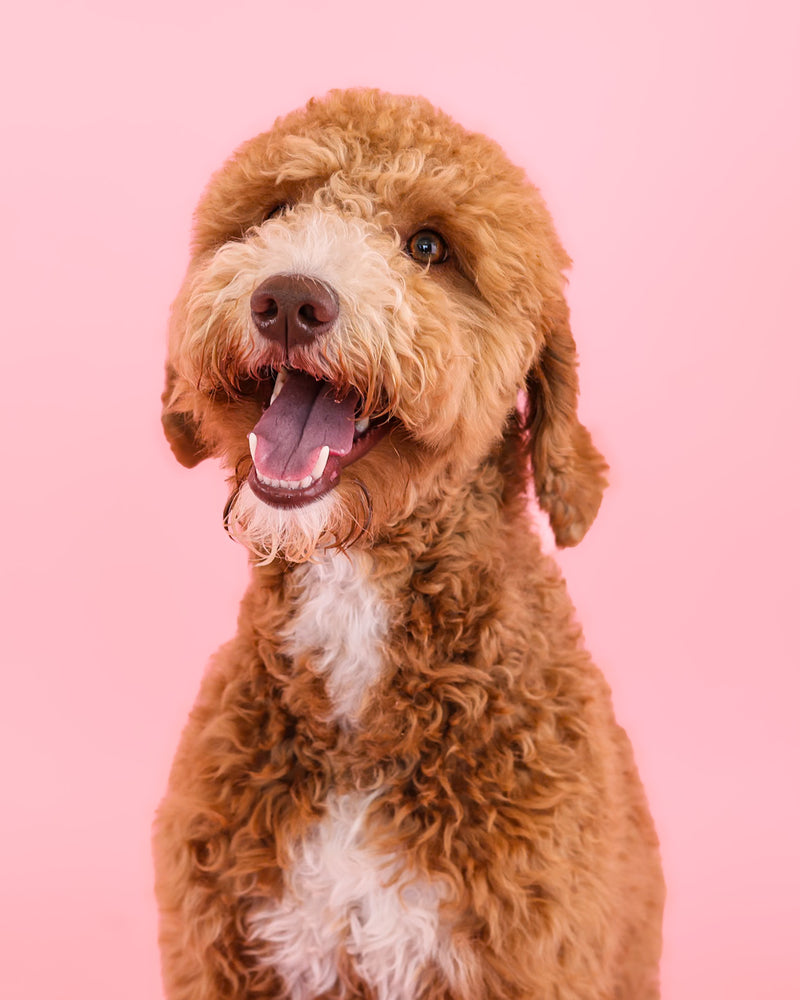 Elegant Toronto pet portrait with a pink backdrop
