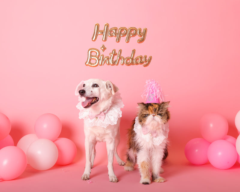 Dog photographed during a birthday photoshoot
