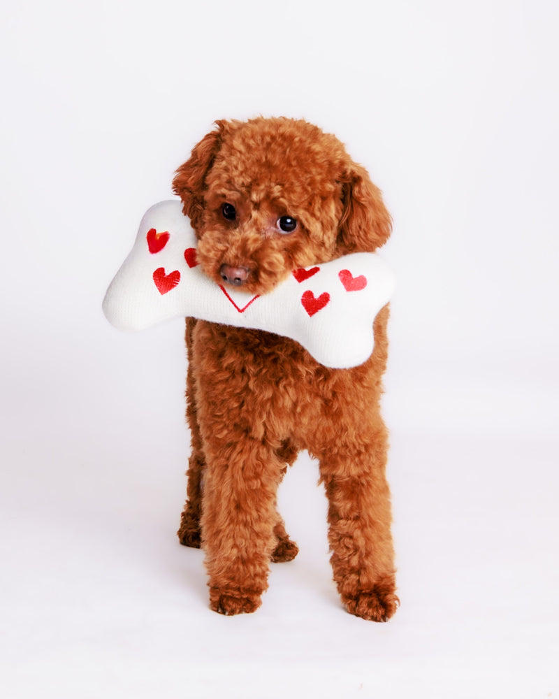 Toronto pet photography studio white background portrait
