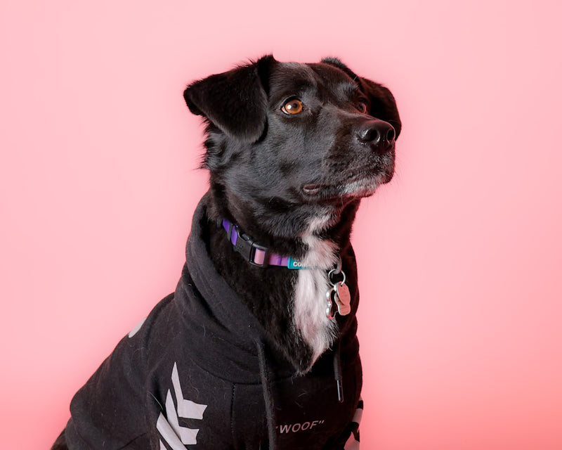 Dog photographed on a stylish pink backdrop
