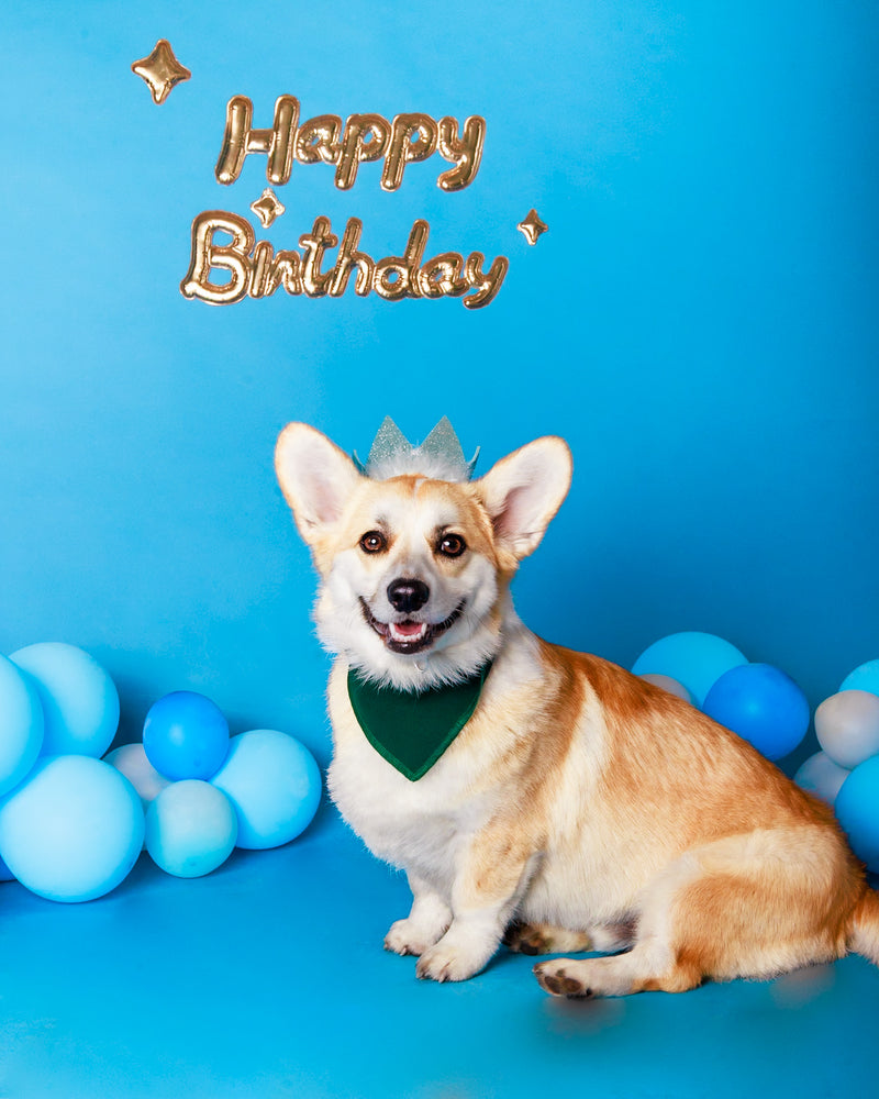 Birthday photoshoot for a beloved pet
