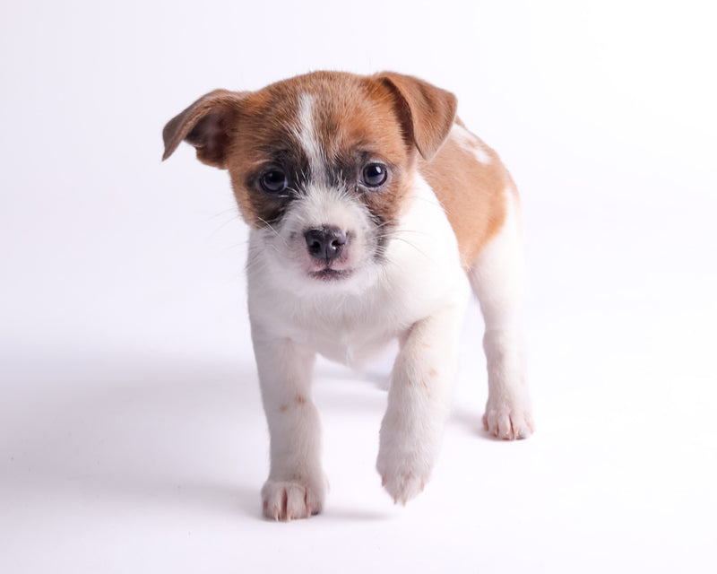 Fine art pet photography on a white backdrop
