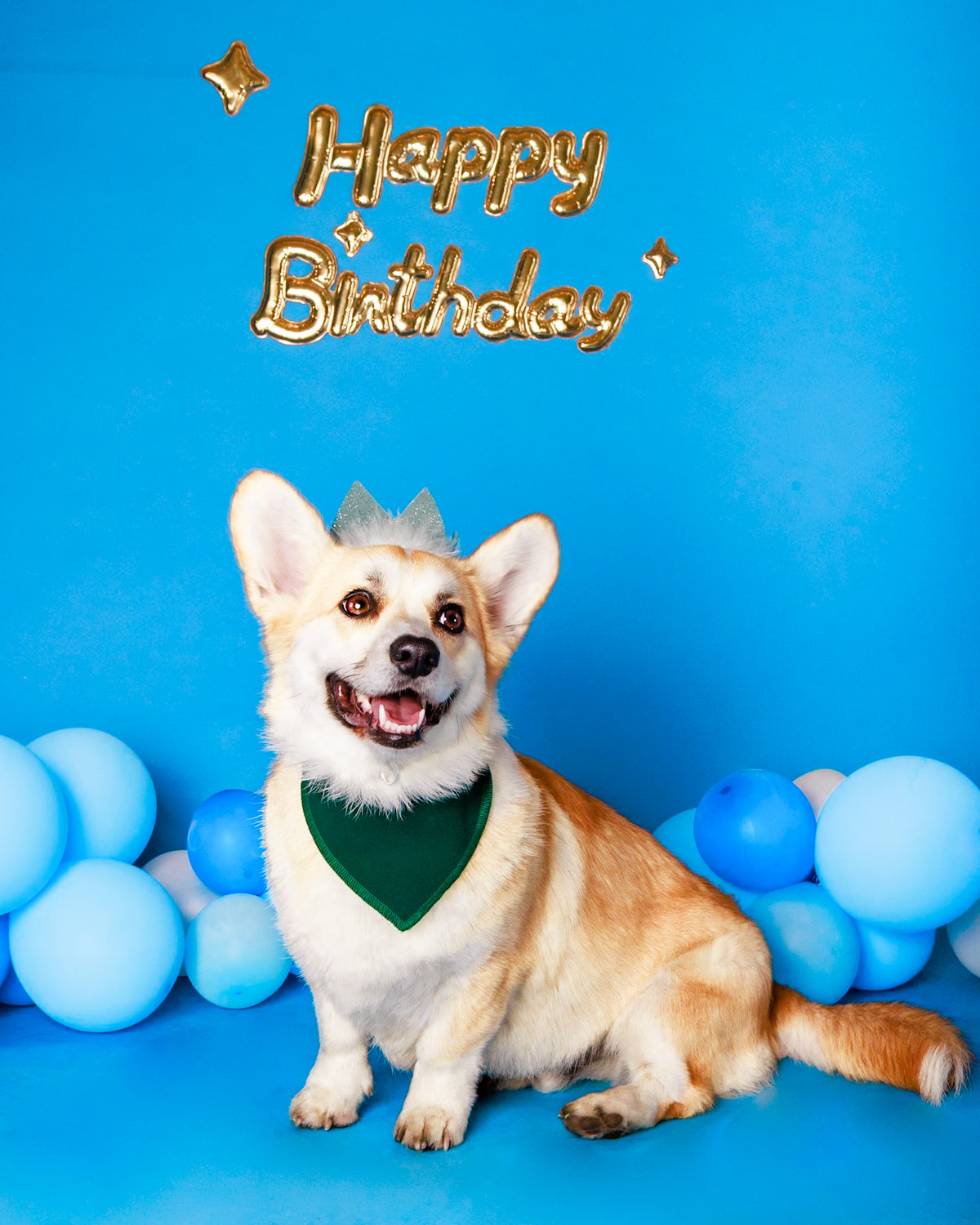 Birthday photoshoot for a beloved pet
