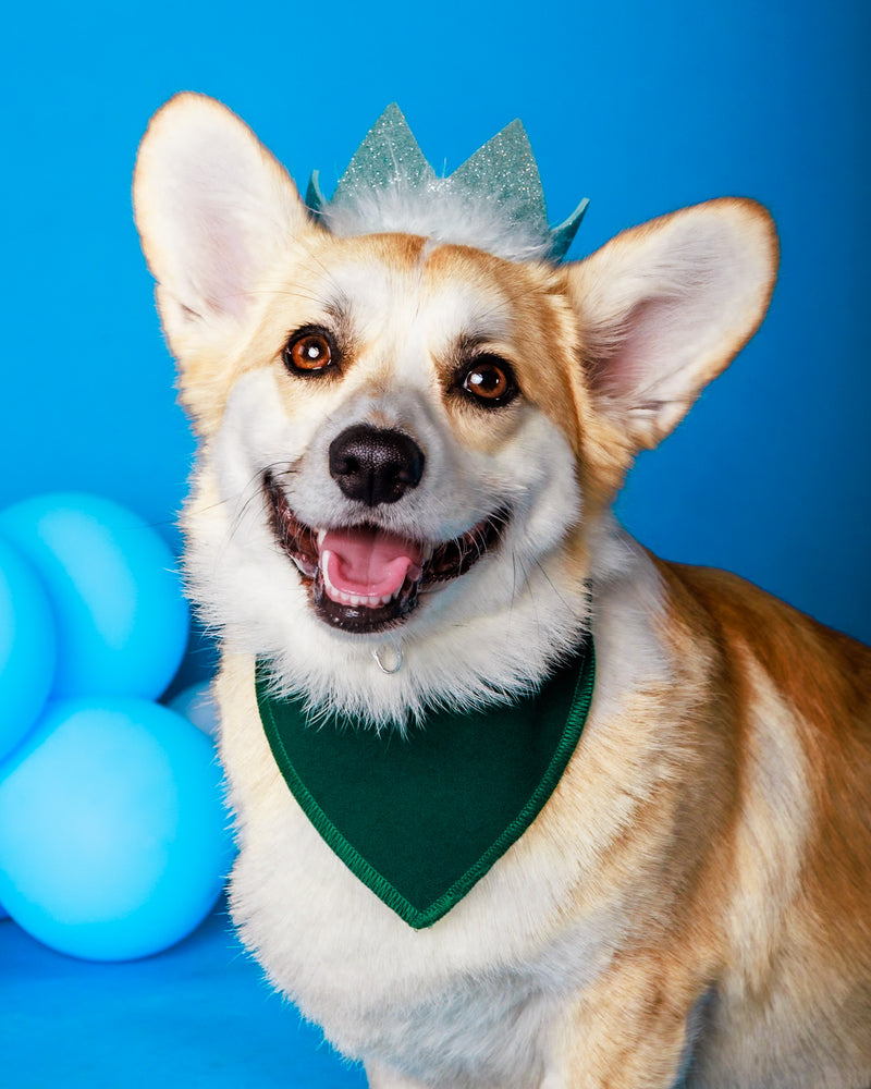 Professional birthday pet portrait in Toronto
