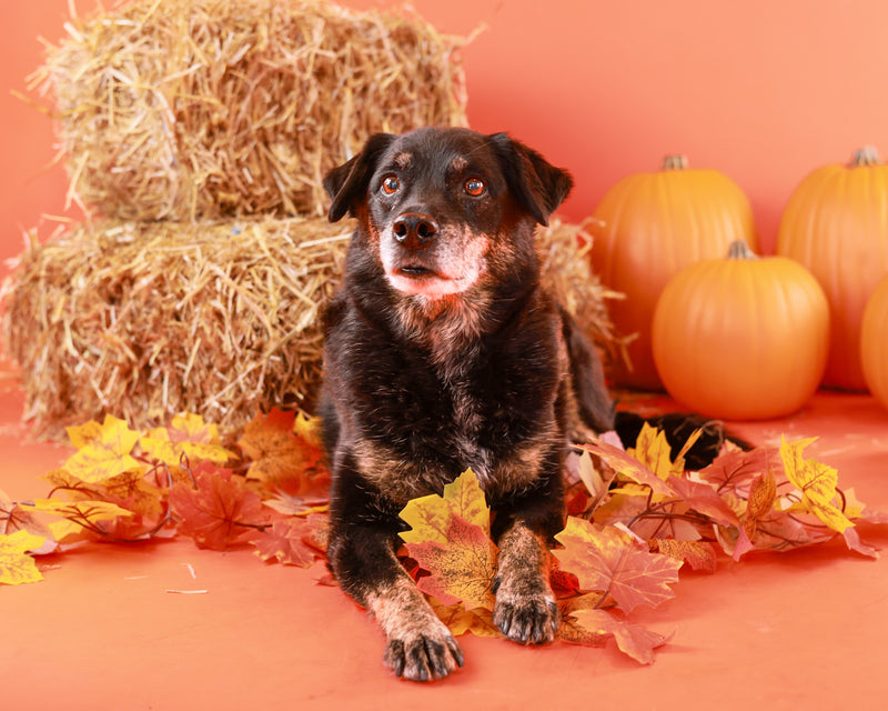 Studio dog portrait on a Halloween set
