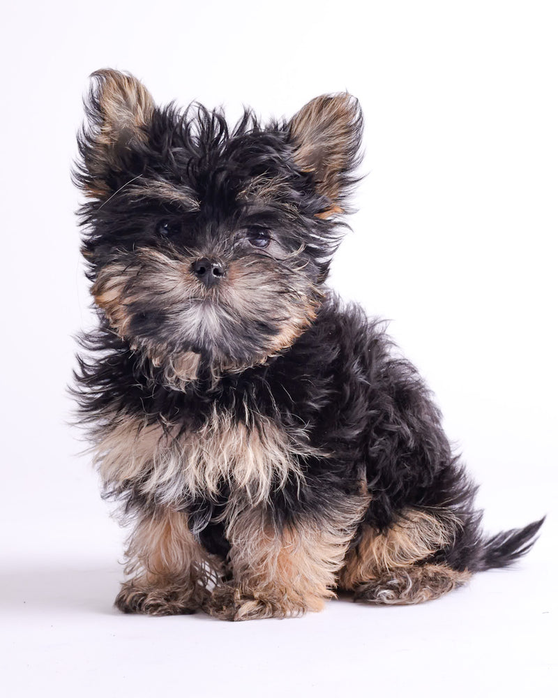 Natural dog portrait on a white backdrop
