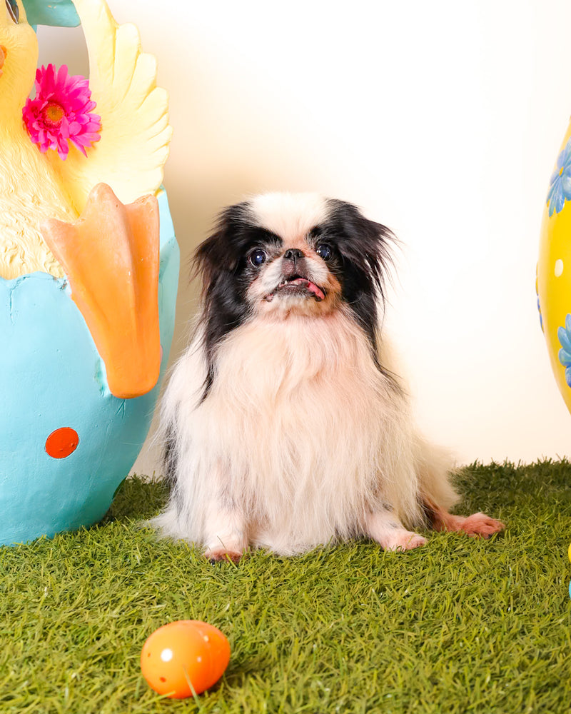 Luxury Easter pet portrait
