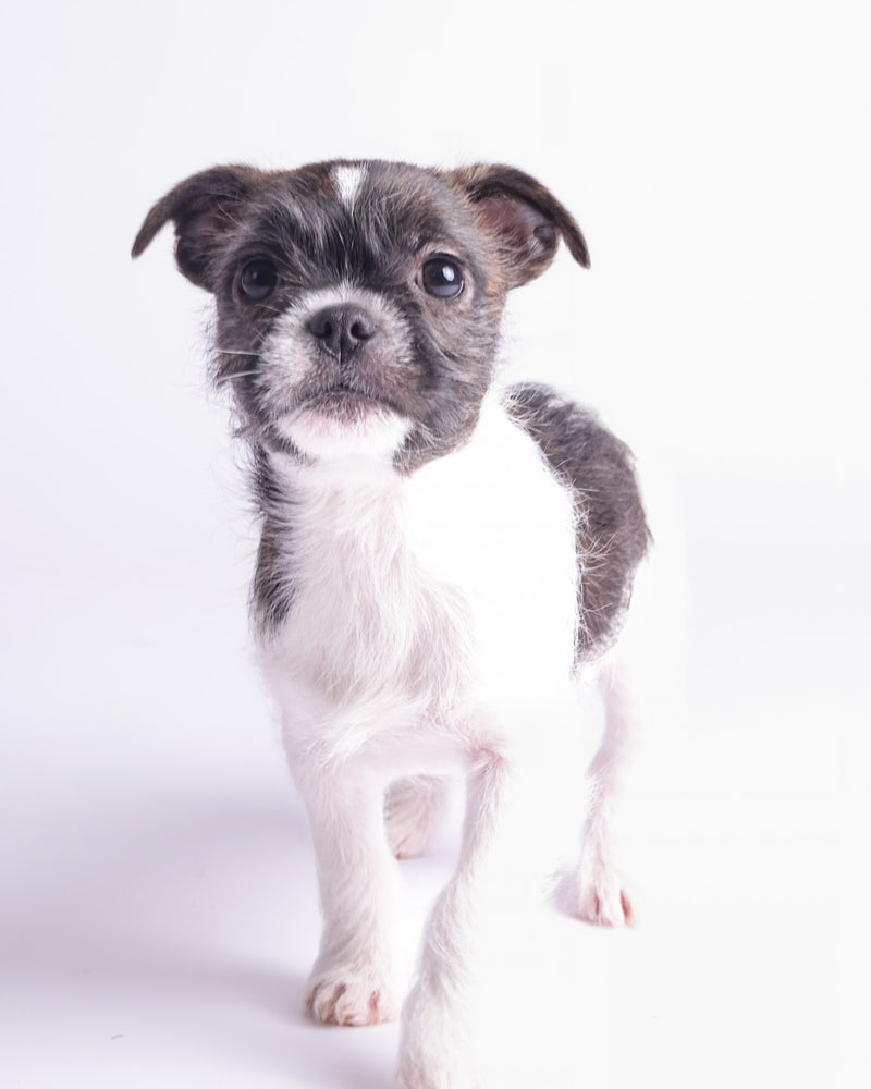 Pet portrait photographed on a classic white backdrop
