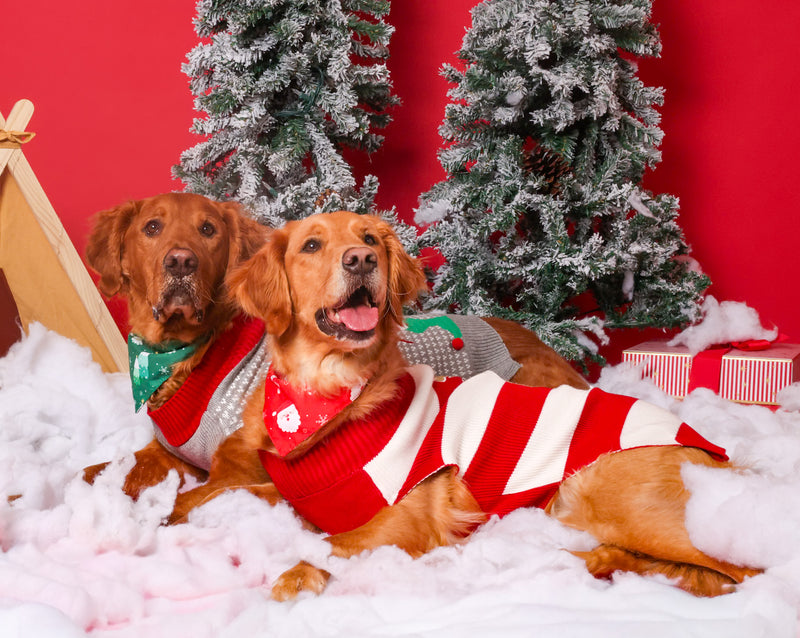 Professional Christmas pet portrait in a Toronto photography studio
