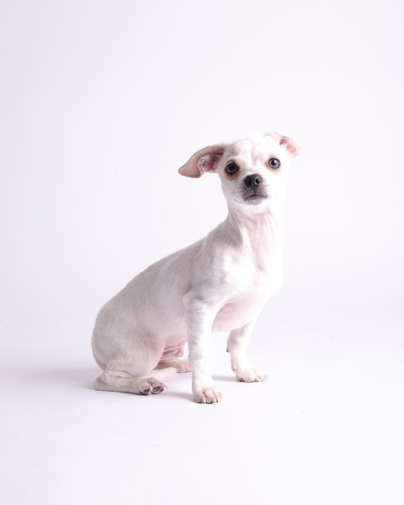 Modern white backdrop pet photography session
