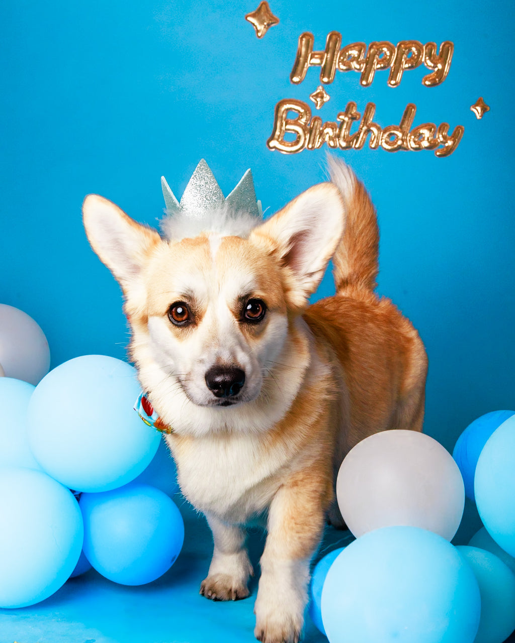 Birthday Pet Portrait Session