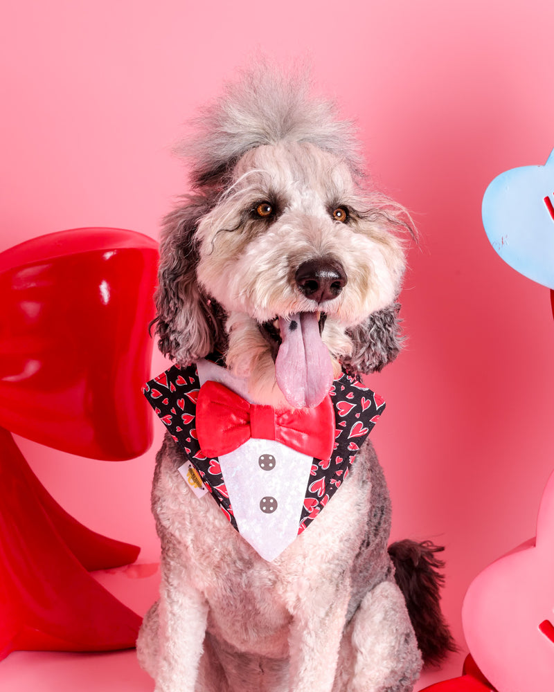 Luxury Valentine's dog photography
