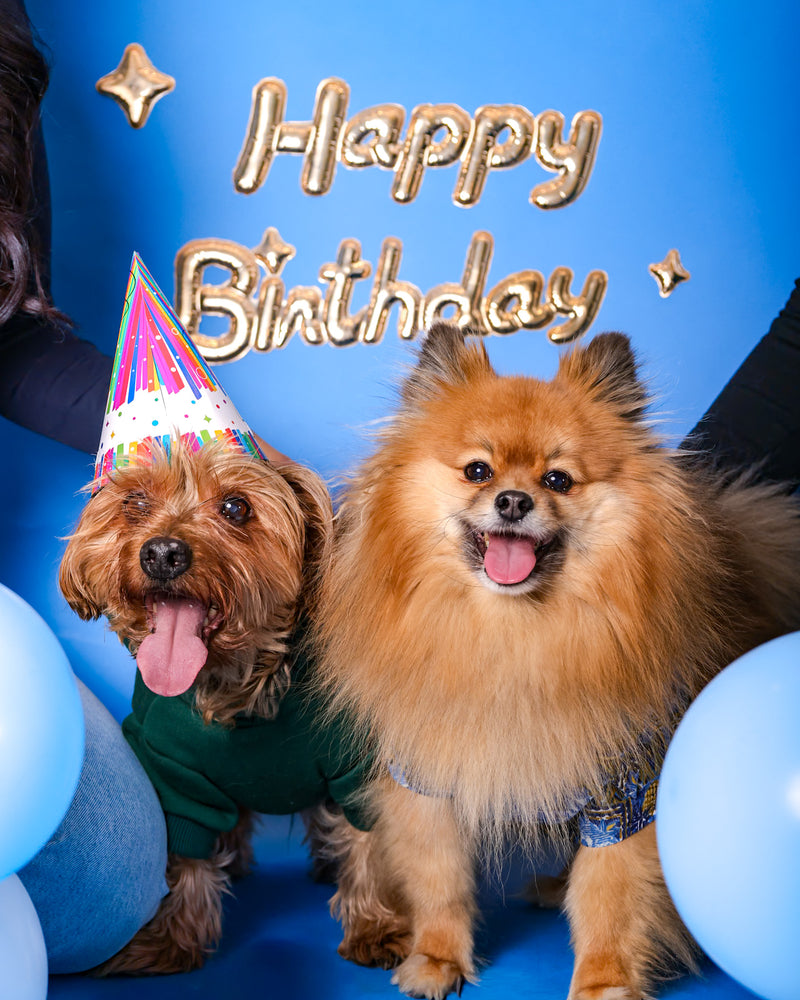 Luxury birthday portrait for dogs
