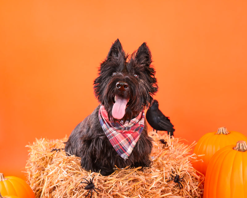 Professional Halloween studio portrait
