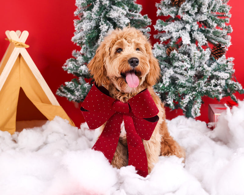 Winter studio photography for pets
