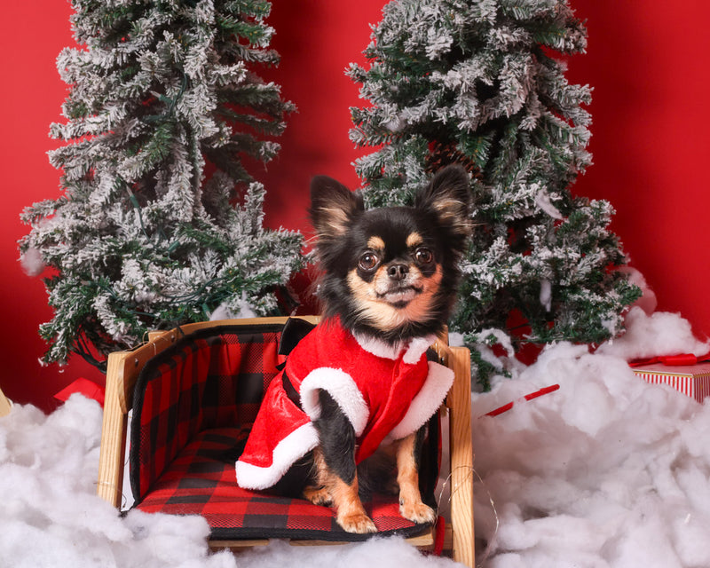Winter-themed dog portrait in a professional studio
