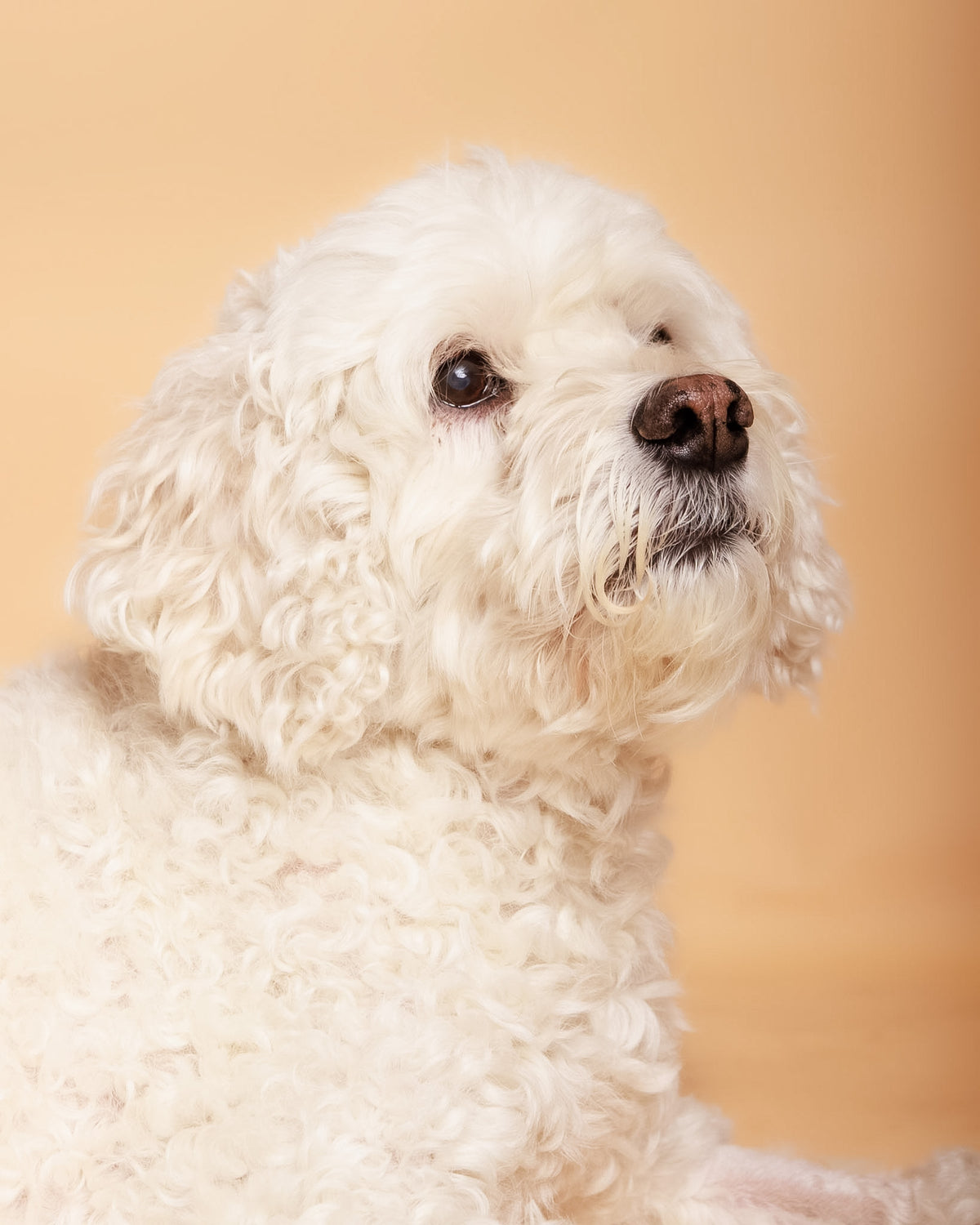 Elegant studio portrait with a beige photography setting
